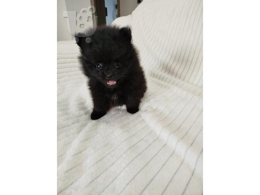 Όμορφα κουτάβια Pomeranian Spitz